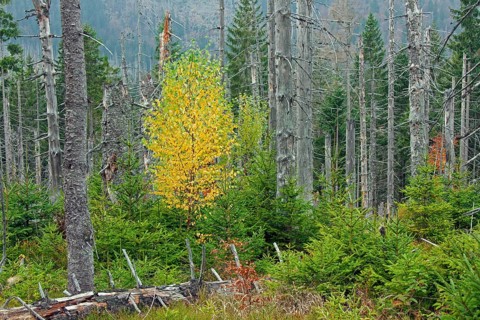Dead spruce trees infested by the European spruce bark beetle