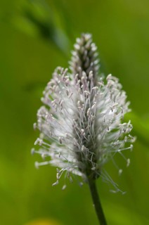 (Plantago media)
