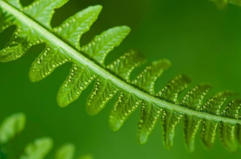 Mountain fern