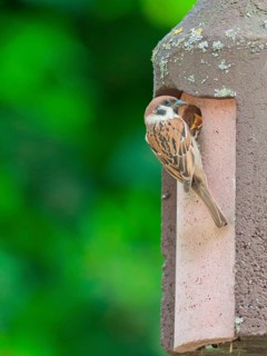 Tree sparrows at the nest box