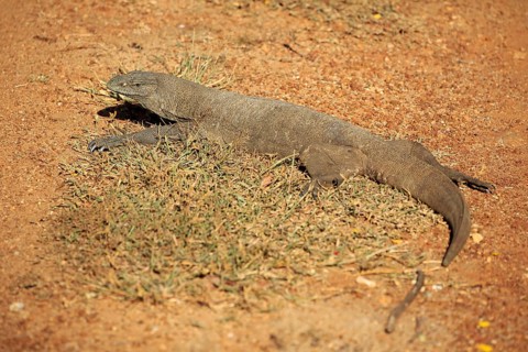 Bengal bengal monitor