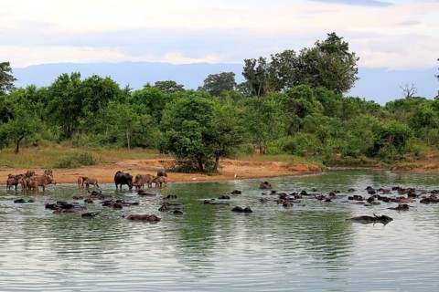 Water buffalo