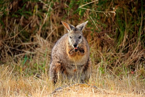 Tammar Wallaby
