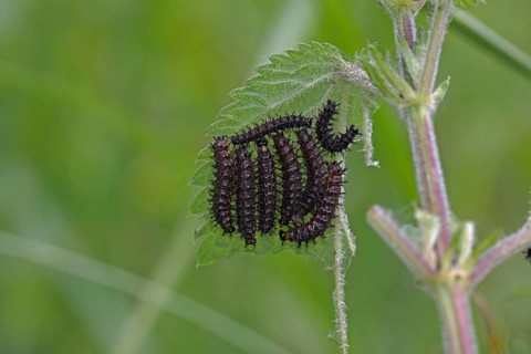 Landcap butterfly