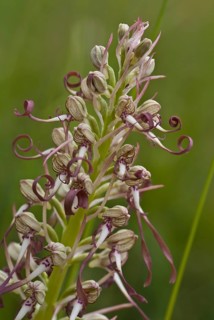 Orchids Lizard Orchid
