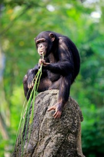 Chimpanzee