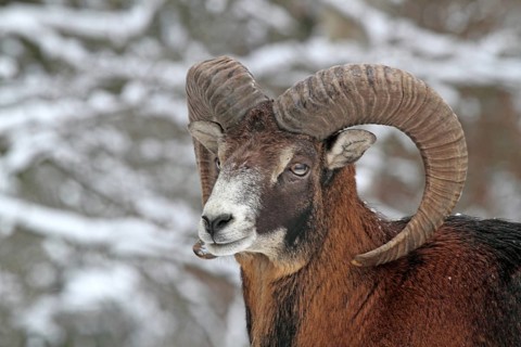 Mouflon