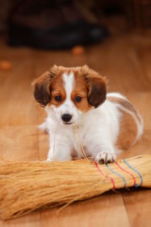 Kooikerhondje