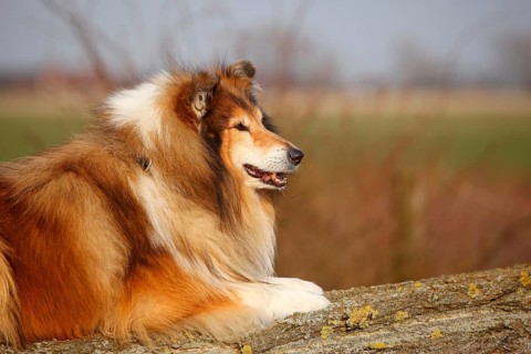 Scottish shepherd dog