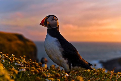 Puffin