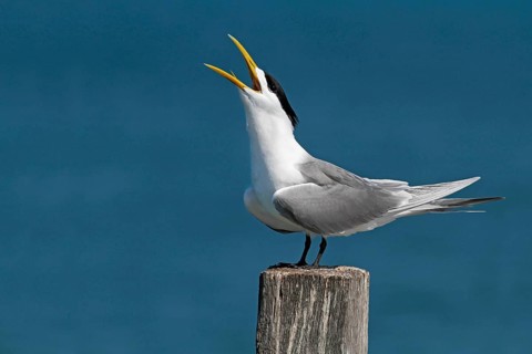 Great greater crested tern