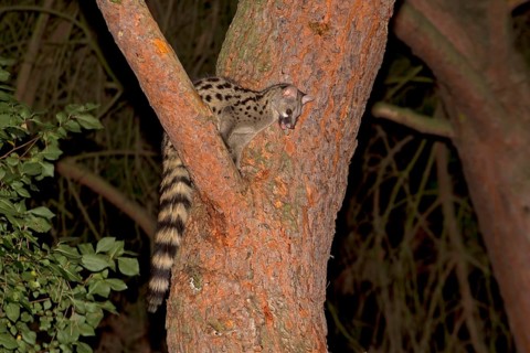 Small-spotted Genet