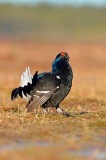 Black grouse