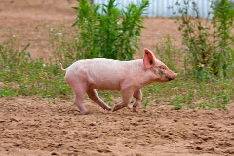 Domestic Pig