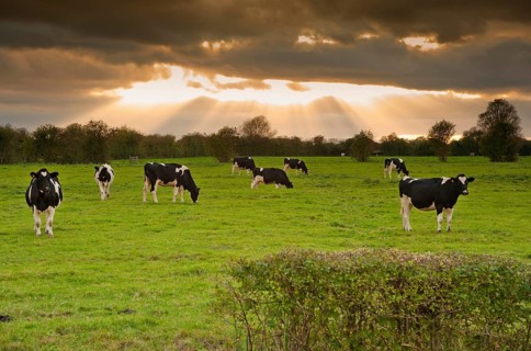 Domestic Cattle