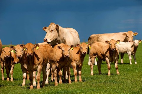 Domestic cattle