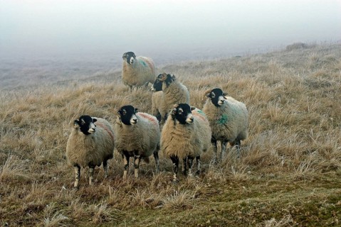 Domestic sheep