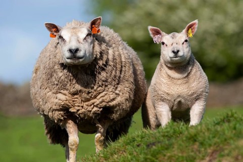Domestic Sheep