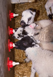 Sheep farming