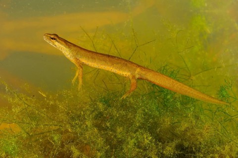 Smooth Newt