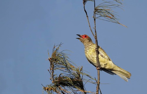 Timor fig oriole