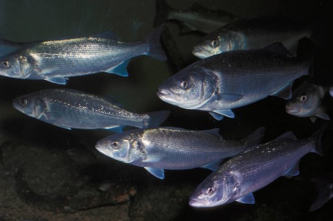 European basses