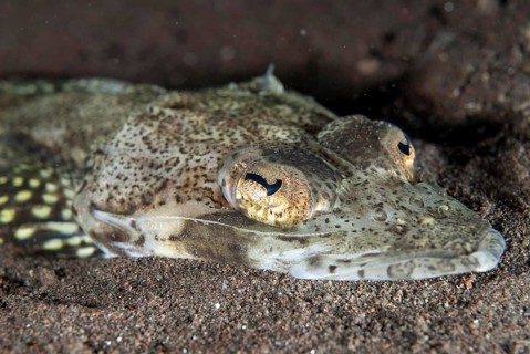 Welander's Flathead
