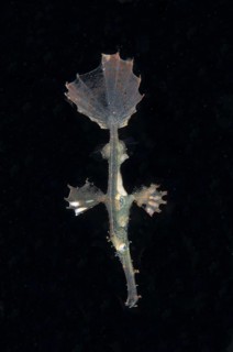 Ornate Ghostpipefish