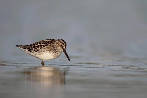 Broad-billed Sandpiper