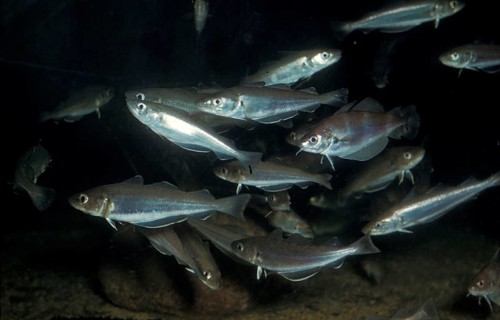 Fish