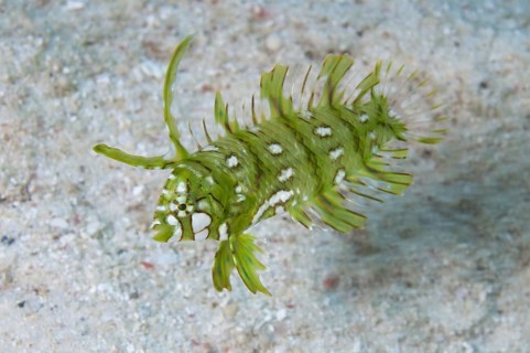 Tree wrasse