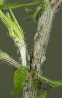 Slender mugwort aphid