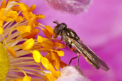 Black-headed hoverfly
