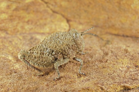 Grasshopper