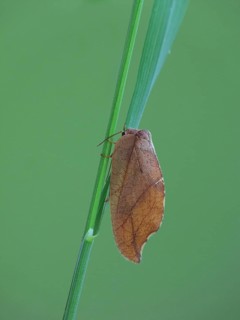 Brown Lacewing