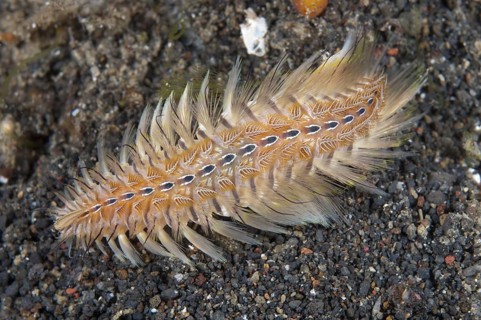 Golden golden fireworm
