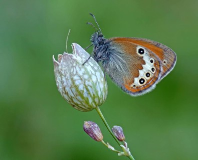 Heath butterfly