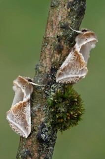 Buff Arches