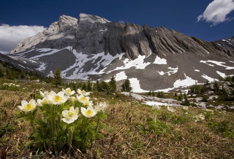 Flowering mountain pasqueflower