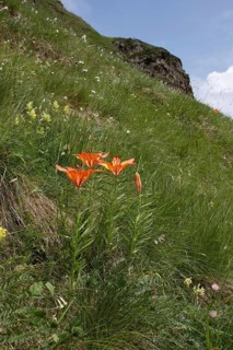 Orange fire lily