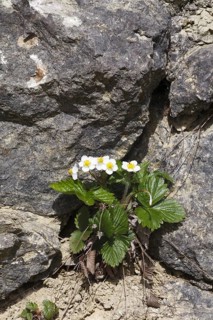 Flowering woodland strawberry