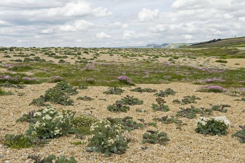 Sea kale
