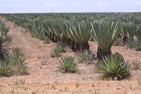 Sisal