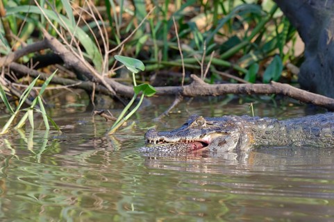 Yacare caiman