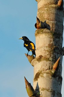 Yellow-backed Oropendola