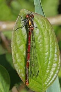 Large Red Damselfly