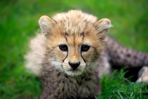 Sudan Cheetah