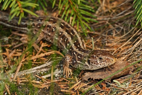 Sand lizard