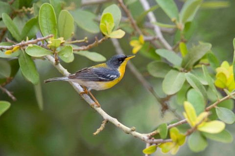 Fairy Warbler