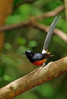 White-rumped Shama
